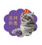 猫のベンの日常生活 5（個別スタンプ：8）