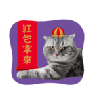 猫のベンの日常生活 5（個別スタンプ：11）