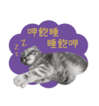 猫のベンの日常生活 5（個別スタンプ：14）