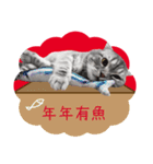 猫のベンの日常生活 5（個別スタンプ：15）