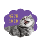 猫のベンの日常生活 5（個別スタンプ：16）