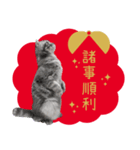 猫のベンの日常生活 5（個別スタンプ：18）