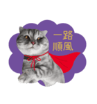 猫のベンの日常生活 5（個別スタンプ：19）