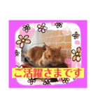 つぶやく動物たち（個別スタンプ：1）