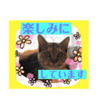 つぶやく動物たち（個別スタンプ：7）