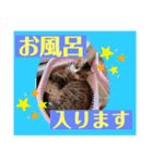 つぶやく動物たち（個別スタンプ：10）