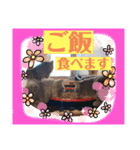 つぶやく動物たち（個別スタンプ：11）