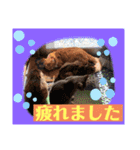 つぶやく動物たち（個別スタンプ：12）