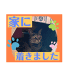 つぶやく動物たち（個別スタンプ：16）
