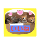 つぶやく動物たち（個別スタンプ：23）