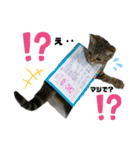 ひまにゃん 9（個別スタンプ：2）