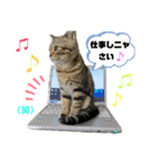 ひまにゃん 9（個別スタンプ：8）