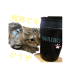 ひまにゃん 9（個別スタンプ：12）