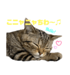 ひまにゃん 9（個別スタンプ：14）