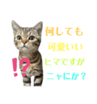 ひまにゃん 9（個別スタンプ：15）
