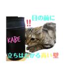 ひまにゃん 9（個別スタンプ：16）
