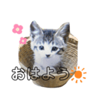 サクちゃんスタンぷ（個別スタンプ：8）