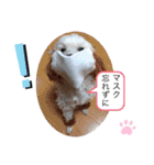 プードルSTAMP（個別スタンプ：1）