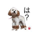 プードルSTAMP（個別スタンプ：2）
