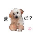 プードルSTAMP（個別スタンプ：3）