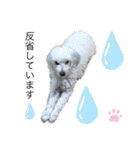 プードルSTAMP（個別スタンプ：6）