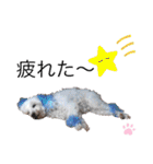 プードルSTAMP（個別スタンプ：8）