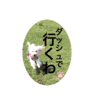 プードルSTAMP（個別スタンプ：9）