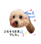 プードルSTAMP（個別スタンプ：10）