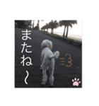 プードルSTAMP（個別スタンプ：12）