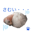 プードルSTAMP（個別スタンプ：13）