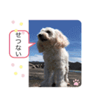 プードルSTAMP（個別スタンプ：14）