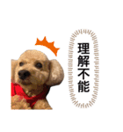 うめちょこたんwithファミリー（個別スタンプ：5）