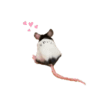 小動物シンプルスタンプ（個別スタンプ：1）