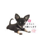 小動物シンプルスタンプ（個別スタンプ：2）