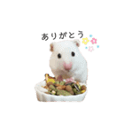 小動物シンプルスタンプ（個別スタンプ：6）