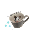 小動物シンプルスタンプ（個別スタンプ：10）