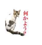 猫たちのお気楽な毎日（個別スタンプ：1）