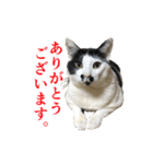 猫たちのお気楽な毎日（個別スタンプ：2）