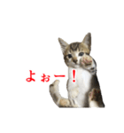 猫たちのお気楽な毎日（個別スタンプ：3）