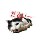 猫たちのお気楽な毎日（個別スタンプ：4）