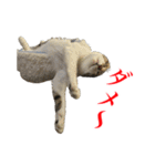 猫たちのお気楽な毎日（個別スタンプ：5）