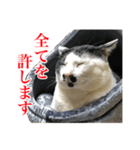 猫たちのお気楽な毎日（個別スタンプ：6）