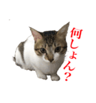猫たちのお気楽な毎日（個別スタンプ：7）