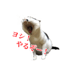 猫たちのお気楽な毎日（個別スタンプ：8）