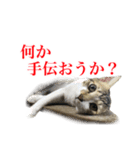 猫たちのお気楽な毎日（個別スタンプ：9）