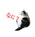 猫たちのお気楽な毎日（個別スタンプ：10）