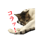 猫たちのお気楽な毎日（個別スタンプ：11）