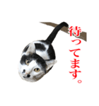 猫たちのお気楽な毎日（個別スタンプ：12）
