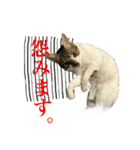 猫たちのお気楽な毎日（個別スタンプ：13）