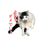 猫たちのお気楽な毎日（個別スタンプ：14）